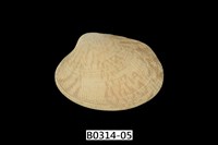 藏品(海瓜子簾蛤)的圖片